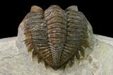 Brown Coltraneia Trilobite - Issoumour, Morocco #154326-3